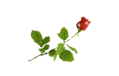 http://yoursmileys.ru/gsmile/flower/g10008.gif