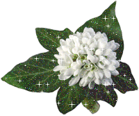 http://yoursmileys.ru/gsmile/flower/g10166.gif
