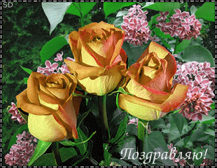 Поздравляем с Днем Рождения Евгению (Евгения Буравченко) T8037